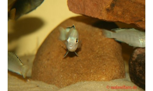 Labidochromis caeruleus
